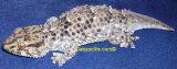 Chondrodactylus t turneri w